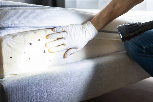 Best Bed Bug Extermination  in Brockport, NY