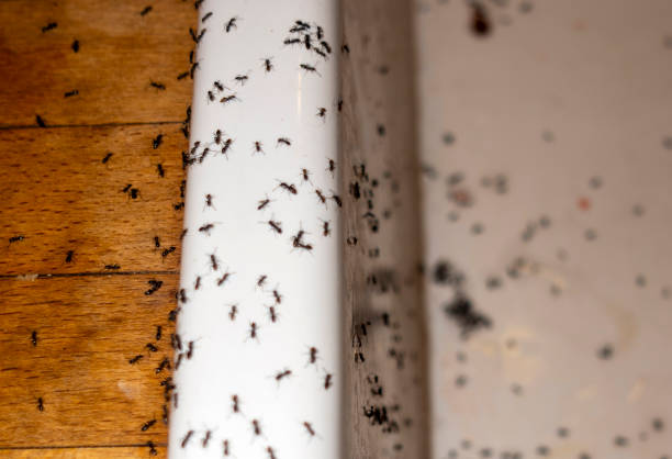 Best Commercial Pest Control Services  in Brockport, NY