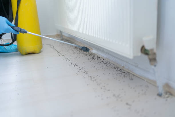 Best Ant Control Services  in Brockport, NY